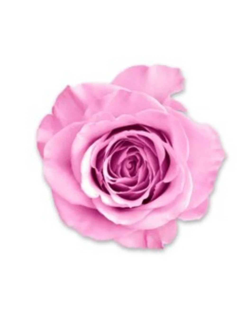 Wet-n-Wild Photofocus Rose 3-in-1 Primer Water